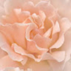 Meet your Posher, Nora